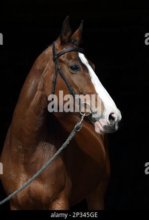 Vollblut-Rennen Pferd Porträt auf dunklen Stall Stockfoto