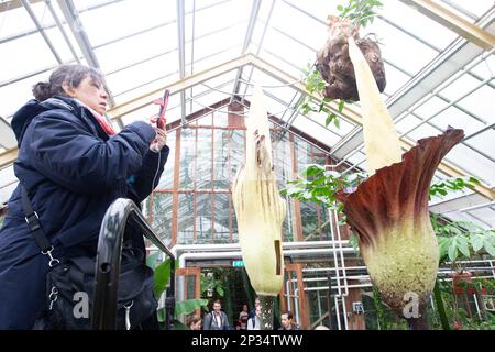 Leiden, Niederlande. 4. März 2023. Die Menschen beobachten zwei blühende Pflanzen des Amorphophallus gigas, einer Art im seltenen Amorphophallus, bekannt als „Leichenblume“, im Botanischen Garten Leiden in Leiden, Niederlande, am 4. März 2023. Kredit: Sylvia Lederer/Xinhua/Alamy Live News Stockfoto