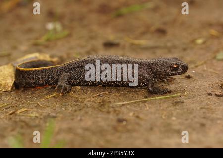 Natürliche Verengung eines terrestrischen Balkankammmolchs, Triturus ivanbureschi, der auf dem Boden sitzt Stockfoto