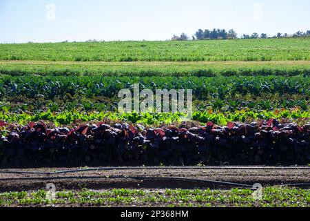 Reihen gepflanzter Salatblätter im Feld in New Hope, Pennsylvania, USA Stockfoto