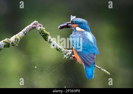 Ein männlicher Königsfischer sitzt auf einem Ast mit einem Fisch im Schnabel. Nahaufnahme mit natürlichem, verschwommenem Hintergrund und Kopierbereich Stockfoto