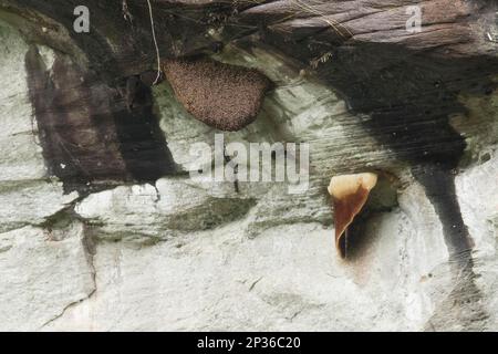 Schwarm von gigantischen honigbienen im himalaya (APIs laboriosa) mit Waben auf den Klippen, Phu Chong Na Yoi Nationalpark, Na Chaluai, Ubon Ratchathani Stockfoto