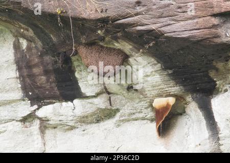 Schwarm von gigantischen honigbienen im himalaya (APIs laboriosa) mit Waben auf den Klippen, Phu Chong Na Yoi Nationalpark, Na Chaluai, Ubon Ratchathani Stockfoto