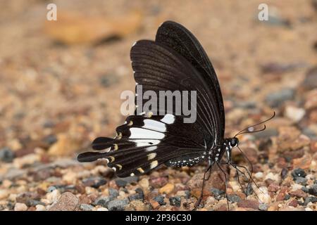 Butterfly, Phu Chong Na Yoi National Park, Na Chaluai, Ubon Ratchathani District, Isaan, Thailand Stockfoto