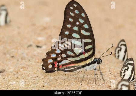 Common jay (Graphium doson), Phu Chong Na Yoi National Park, Na Chaluai, Ubon Ratchathani District, Isaan, Thailand Stockfoto