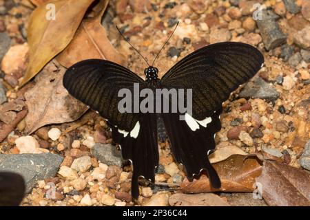 Butterfly, Phu Chong Na Yoi National Park, Na Chaluai, Ubon Ratchathani District, Isaan, Thailand Stockfoto