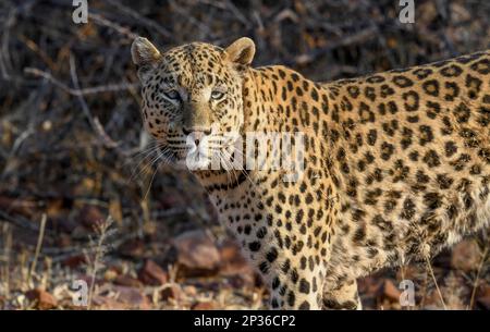 Afrikanischer Leopard (Panthera pardus pardus), Männlich, Naturschutzgebiet Okonjima, nahe Otjiwarongo, Region Otjozondjupa, Namibia Stockfoto