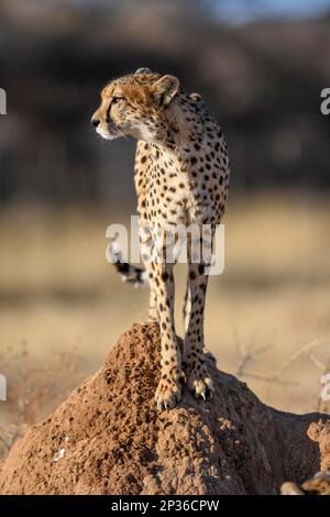 Gepard (Acinonyx jubatus) auf einem Termitenhügel, Männlich, Naturschutzgebiet Okonjima, nahe Otjiwarongo, Region Otjozondjupa, Namibia Stockfoto