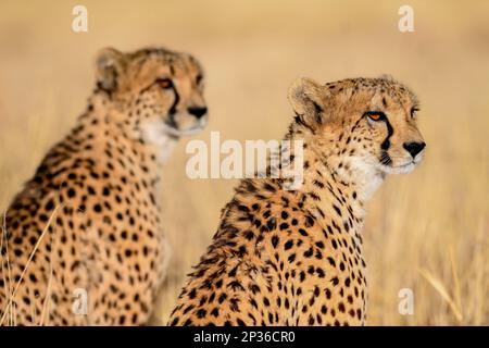 Zwei Geparden (Acinonyx jubatus), männlich, Naturschutzgebiet Okonjima, in der Nähe von Otjiwarongo, Region Otjozondjupa, Namibia Stockfoto
