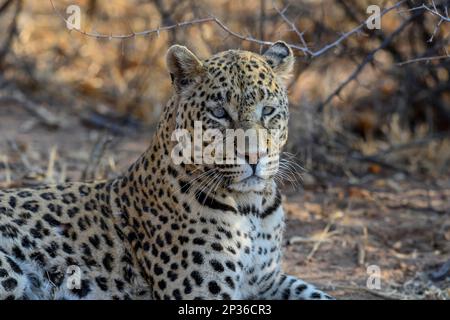 Afrikanischer Leopard (Panthera pardus pardus), Männlich, Naturschutzgebiet Okonjima, nahe Otjiwarongo, Region Otjozondjupa, Namibia, Afrikaa Stockfoto