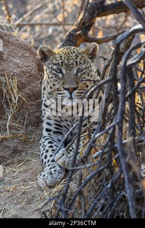 Afrikanischer Leopard (Panthera pardus pardus), Männlich, Naturschutzgebiet Okonjima, nahe Otjiwarongo, Region Otjozondjupa, Namibia Stockfoto