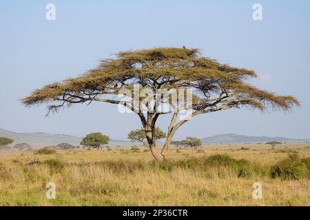 Regenschirm-Dorn-Akazien (Regenschirm acacia tortilis), Serengeti-Nationalpark, Tansania Stockfoto