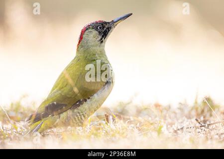 Europäischer grüner Specht (Picus viridis), weibliche Erwachsene, Falsterbo, Provinz Skane, Schweden Stockfoto