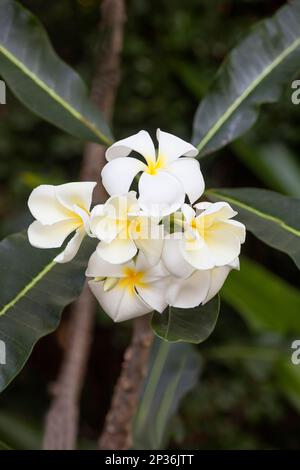 Frangipani (Plumeria obtusa), Vietnam Stockfoto