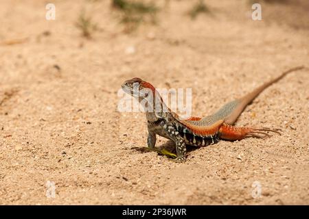 Schmetterlingsechse (Leiolepis belliana), Hong Ong Island, Vietnam Stockfoto