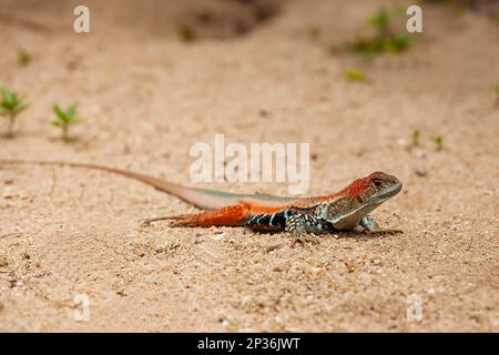 Schmetterlingsechse (Leiolepis belliana), Hong Ong Island, Vietnam Stockfoto