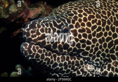 Nahaufnahme Halbprofil des Kopfes Porträt des Muränen-Muränen-Ketten-Muränen (Echidna catenata), Karibik, Bahamas Stockfoto