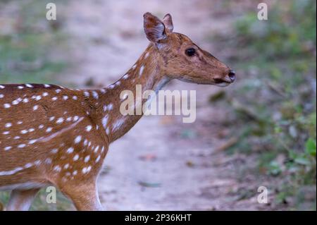 Fleckhirsche (Achsenachse) oder Chital, Chitwan-Nationalpark, Nepal Stockfoto