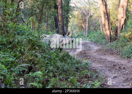 Indische Nashorn (Rhinoceros unicornis) über eine Forststraße, Chitwan Nationalpark Nepal Stockfoto