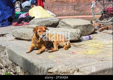 Hund mit Gemälden vom Holi Festival, Durbar Square, Kathmandu, Nepal Stockfoto