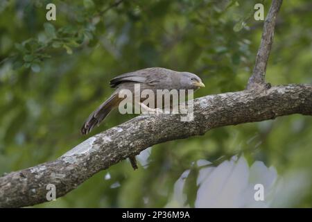 Gelbschnabel-Babbler (Turdoides affinis taprobanus) endemische Rasse, Erwachsener, hoch oben auf dem Ast, Polonnaruwa N. P. Sri Lanka Stockfoto