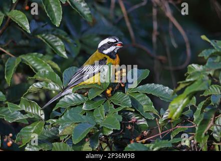 Jamaika-Tanager mit Streifenkopf, Jamaika-Tanager mit Streifenkopf, Tanager, Singvögel, Tiere, Vögel, Jamaikanischer Tanager mit Streifenköpfen (Spindalis Stockfoto