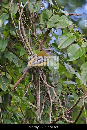 Jamaika-Tanager mit Streifenkopf, Jamaika-Tanager mit Streifenkopf, Tanager, Singvögel, Tiere, Vögel, Jamaikanischer Tanager mit Streifenköpfen (Spindalis Stockfoto