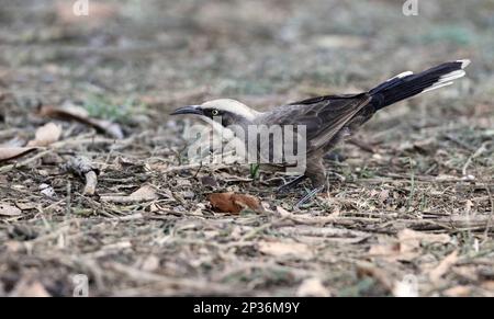 Graukronen-Babbler (Pomatostomus temporalis), Erwachsener, Fütterung von grünen Baumameisen (Oecophylla smaragdina), Ormiston Gorge, West MacDonnell N. P. West Stockfoto