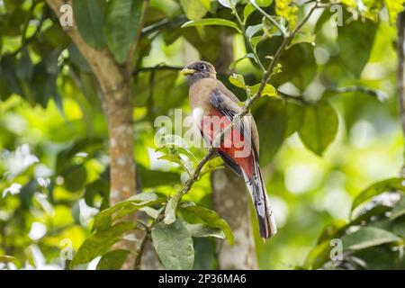 Halstrogon (Trogon collaris collaris), weiblich, ausgewachsen, sitzt auf einem Ast, Trinidad, Trinidad und Tobago Stockfoto