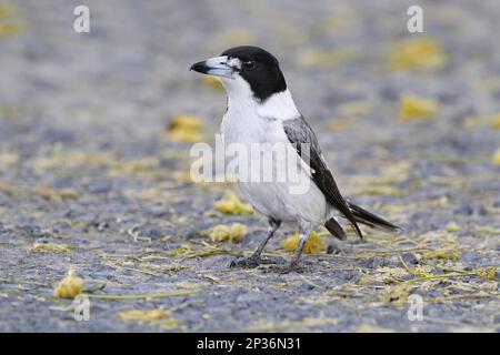 Grauer Butcherbird (Cracticus torquatus), männlich, männlich, Futtersuche am Boden, Hervey Bay, Queensland, Australien Stockfoto