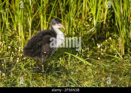 Coot (Fulica atra) juvenile, Standing in Sallow Pool, Elmley Marshes N. R. North Kent Marshes, Isle of Sheppey, Kent, England, United Stockfoto