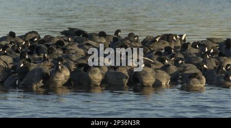 American Coot (Fulica americana), Erwachsener, sitzt auf einem Nest in slough, North Dakota (U.) S.A. Stockfoto