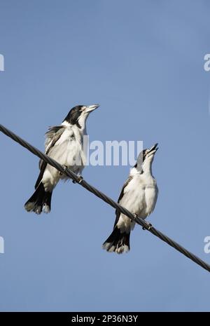 Grauer Buttervogel (Cracticus torquatus), zwei Erwachsene Männer, singend, hoch oben auf Powerline, Hervey Bay, Queensland, Australien Stockfoto