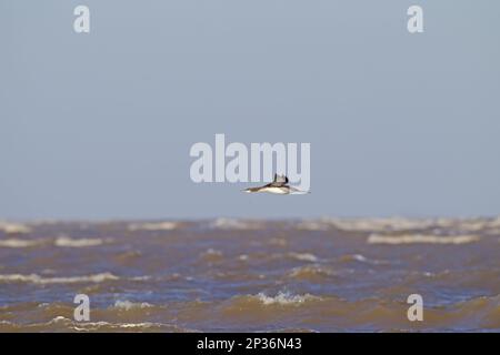 Schwarzkehlkopftaucher (Gavia arctica) unreif, im Flug über See, Blakeney Point, Norfolk, England, Vereinigtes Königreich Stockfoto