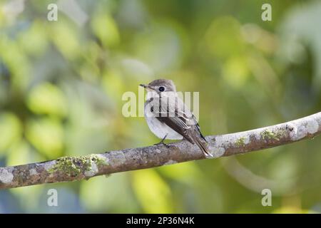 Brauner Flycatcher, Singvögel, Tiere, Vögel, asiatischer Brown Flycatcher (Muscicapa dauurica) Erwachsener, hoch oben in Vietnam Stockfoto