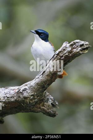 Shining Flycatcher (Myiagra alecto), weiblich, hoch oben, Daintree River, Daintree N.P., Queensland, Australien Stockfoto