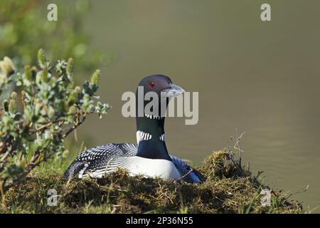 Großer nördlicher großer Nordseebär (Gavia immer), Erwachsener, Zucht Gefieder, sitzt auf Nest am Ufer, Island Stockfoto