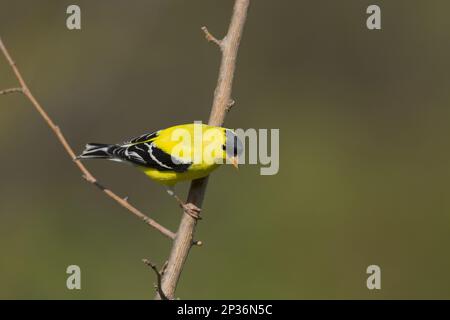 amerikanischer Goldfink (Carduelis tristis), männlicher Erwachsener, Zuchthupfer, sitzt auf einem Ast, Ontario, Kanada Stockfoto