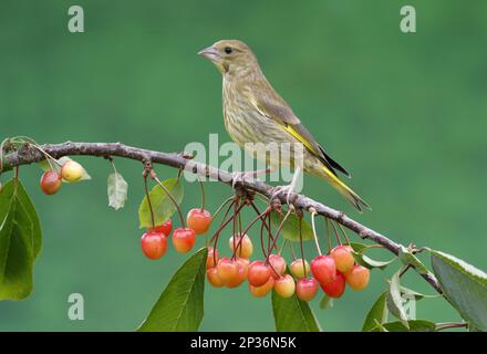 European Greenfinch (Carduelis chloris) juvenile, hoch oben auf dem Zweig mit Kirschen, Warwickshire, England, Vereinigtes Königreich Stockfoto