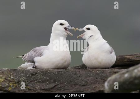 Nördlicher Fulmar (Fulmarus glacialis), erwachsenes Paar, Anruf- und Rechnungsreiben während des Werbens, Shetland Islands, Schottland, Vereinigtes Königreich Stockfoto