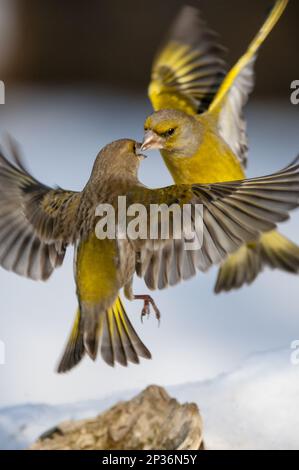 Europäischer Greenfinch (Carduelis chloris), männlich und weiblich, im Flug über Schnee, Kampf, Bialowieza N. P. Podlaskie Woiwodschaft, Polen Stockfoto