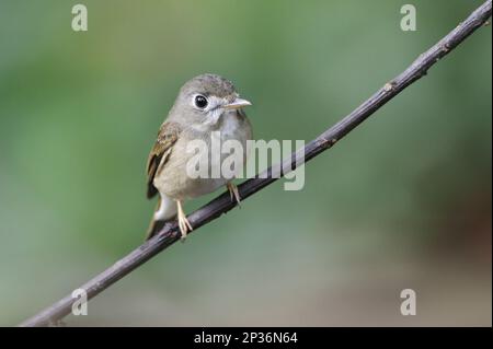 Asiatischer brauner Flycatcher (Muscicapa dauurica), Erwachsener, hoch oben auf einem Zweig im Tieflandregenwald, Sinharaja Forest Reserve, Sri Lanka Stockfoto