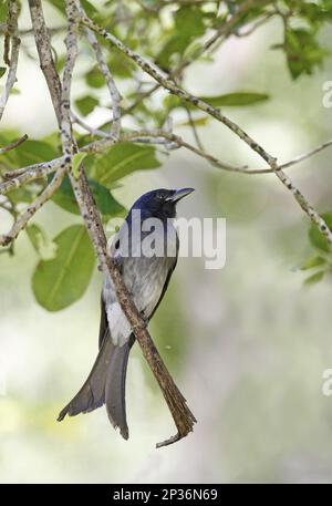 Weißbauch-Drongo (Dicrurus caerulescens insularis), Erwachsener, hoch oben auf dem Zweig, Polonnaruwa, Sri Lanka Stockfoto