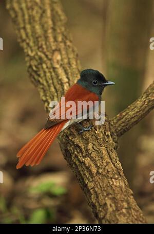 African Paradise Flycatcher (Terpsiphone viridis granti), Erwachsene Frau, sitzt auf einem Ast, Dlinza Forest, Eshowe, Zululand, Südafrika Stockfoto