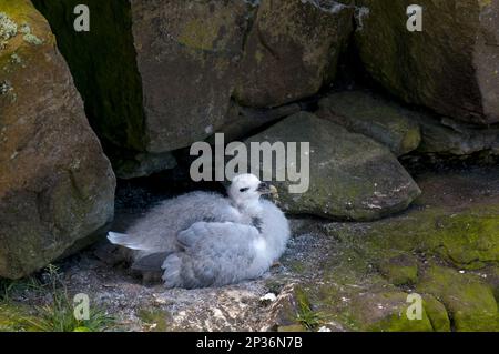 Northern fulmar, Northern fulmars (Fulmarus glacialis), tubus, Tiere, Vögel, Northern fulmar Chick, Sie sitzt im Nest auf dem Felsvorsprung, Handa Stockfoto