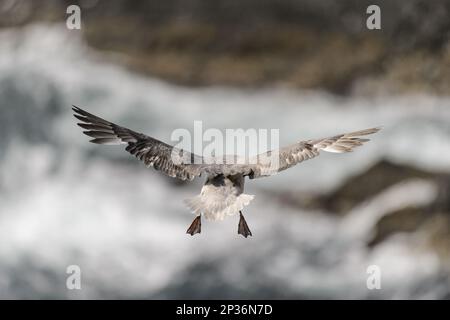 Northern Northern Northern fulmar (Fulmarus glacialis), Erwachsener, Flug über Meeresklippen, Sumburgh Head RSPB Reserve, Festland, Shetland Islands, Schottland Stockfoto