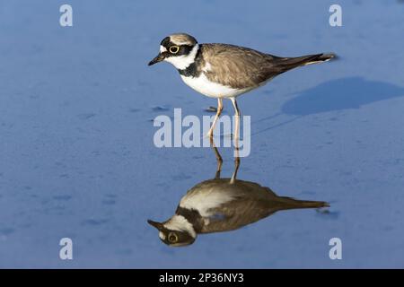 Little Ringed Plover (Charadrius dubius) erwachsener Mann, Zucht Gefieder, im flachen Wasser stehend, Kreta, Griechenland Stockfoto