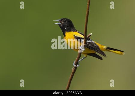 Baltimore baltimore Oriole (Icterus galbula), erwachsener Mann, singend, sitzt auf einem Zweig, Ontario, Kanada Stockfoto