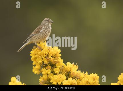 Linnet (Linaria Cannabina), Erwachsene Frau, auf blühendem Gorse, Sheffield, South Yorkshire, England, Vereinigtes Königreich Stockfoto