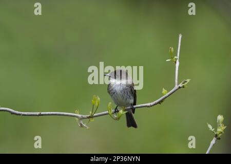 Eastern phoebe (Sayornis phoebe), Erwachsener, sitzt auf einem Zweig, Ontario, Kanada Stockfoto